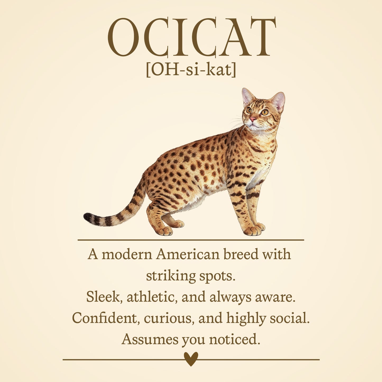 Ocicat Definition T-Shirt – Cat Chronicles