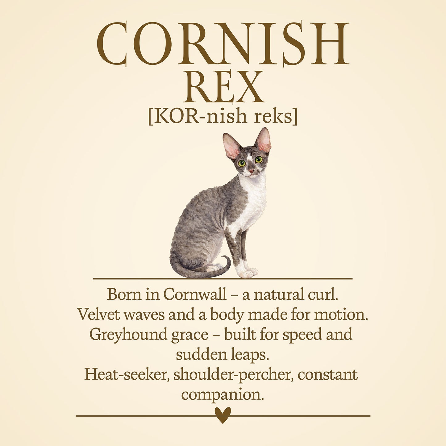 Cornish Rex Definition T-Shirt – Cat Chronicles