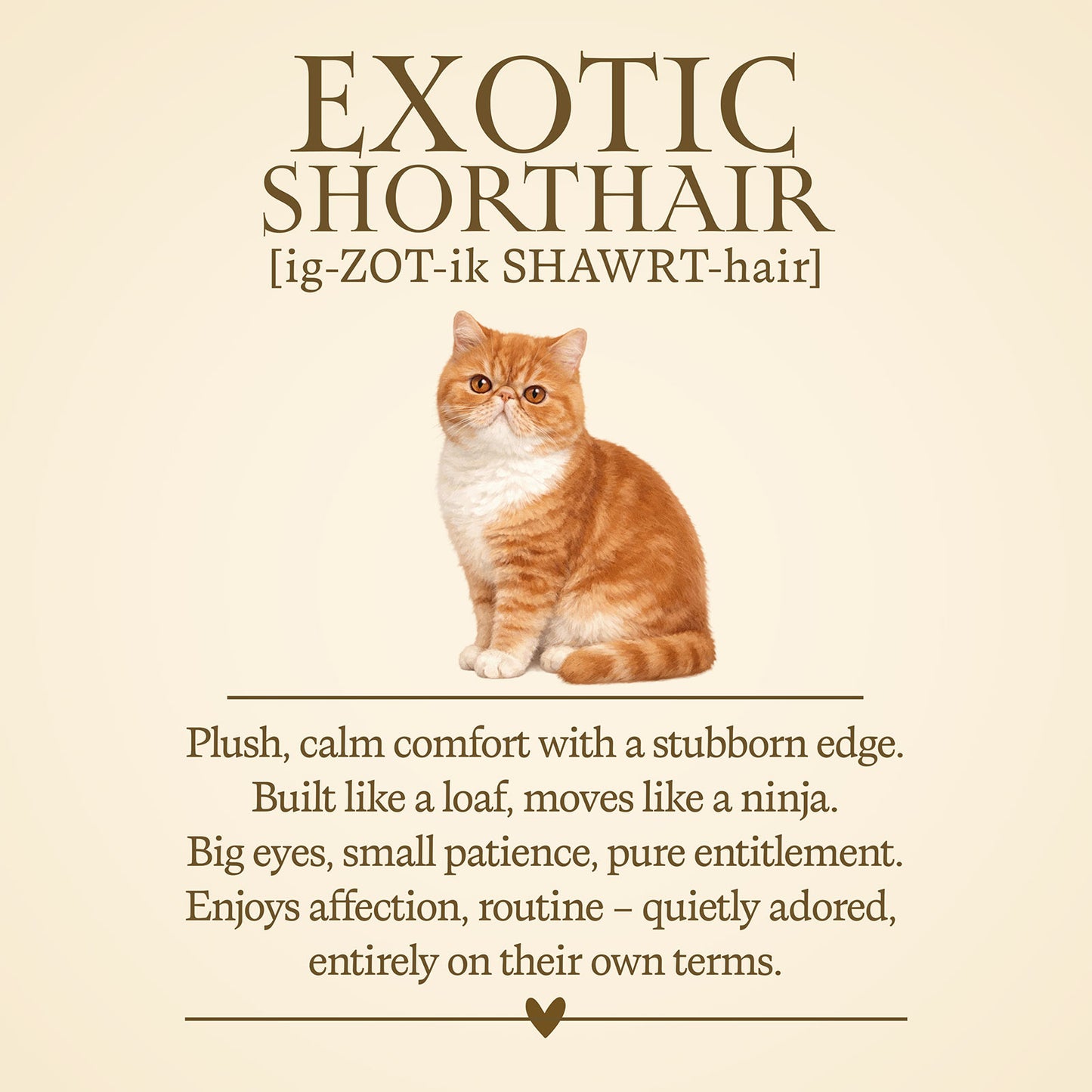 Exotic Shorthair Definition T-Shirt -  Cat Chronicles