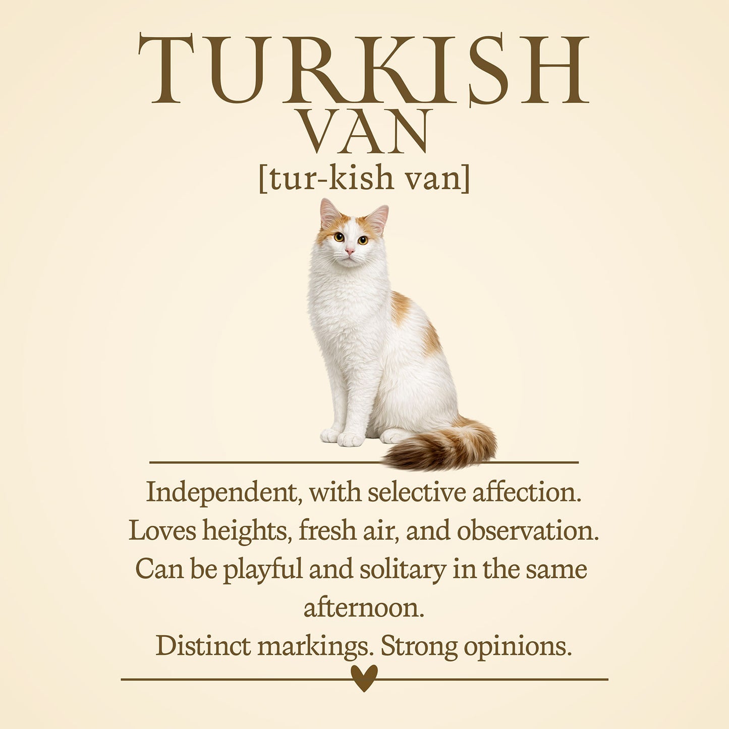 Turkish Van Fold Definition T-Shirt – Cat Chronicles